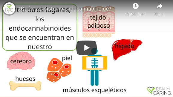 ¿Qué es el sistema endocannabinoide?