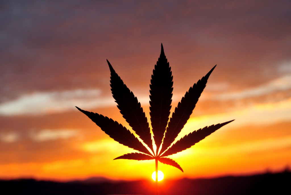 Positive Cannabis News in 2021