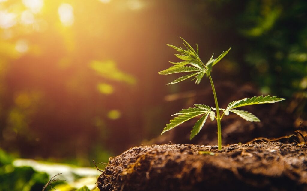 Sustainability in the Cannabis Industry