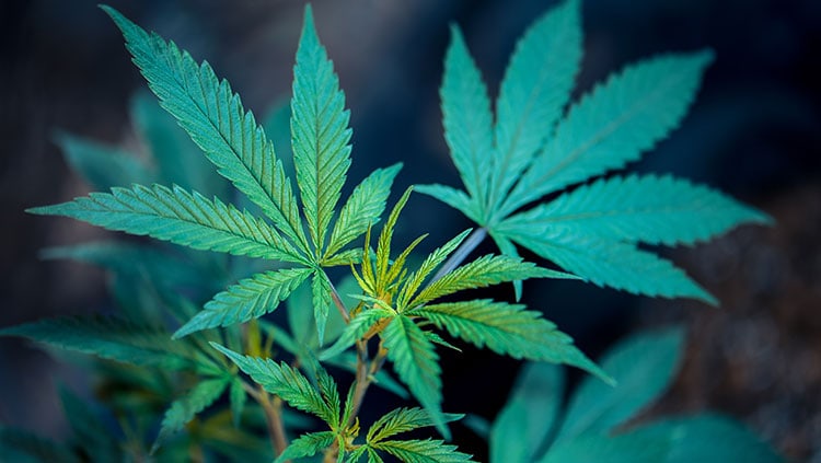 5 Common Cannabis Myths Debunked
