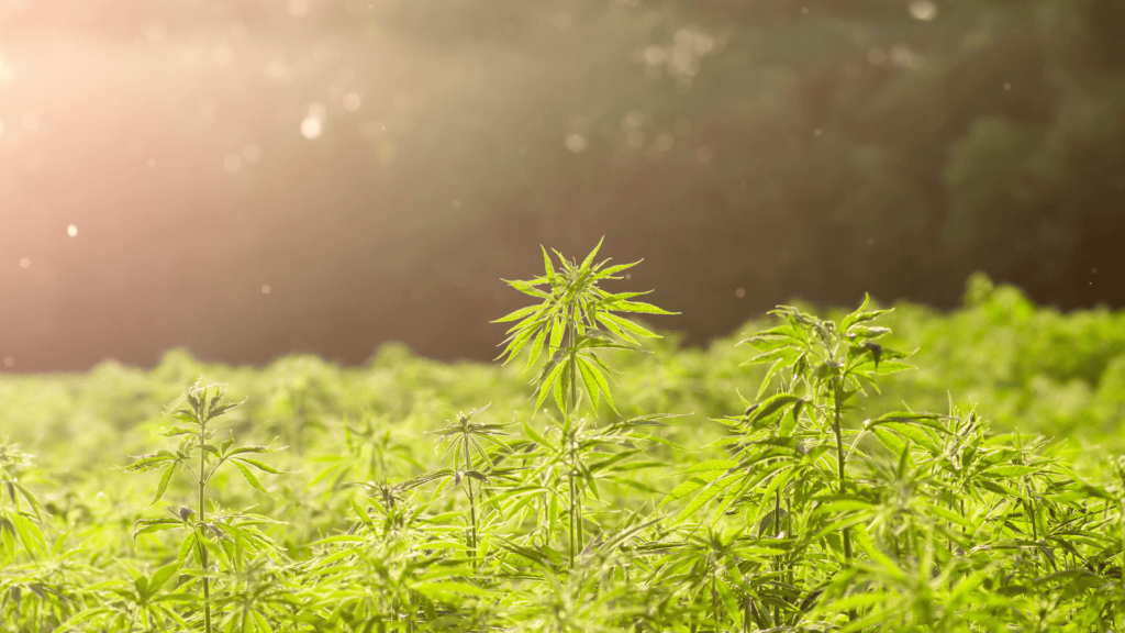 The Importance of the Hemp Plant