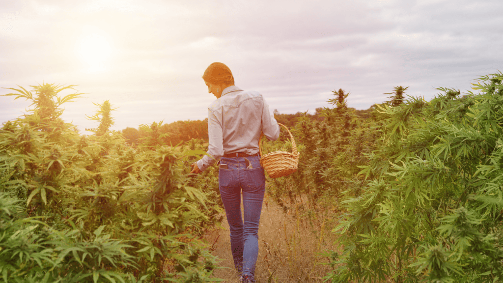 The Significant Role of Women in the History of Cannabis: Celebrating Women’s History Month