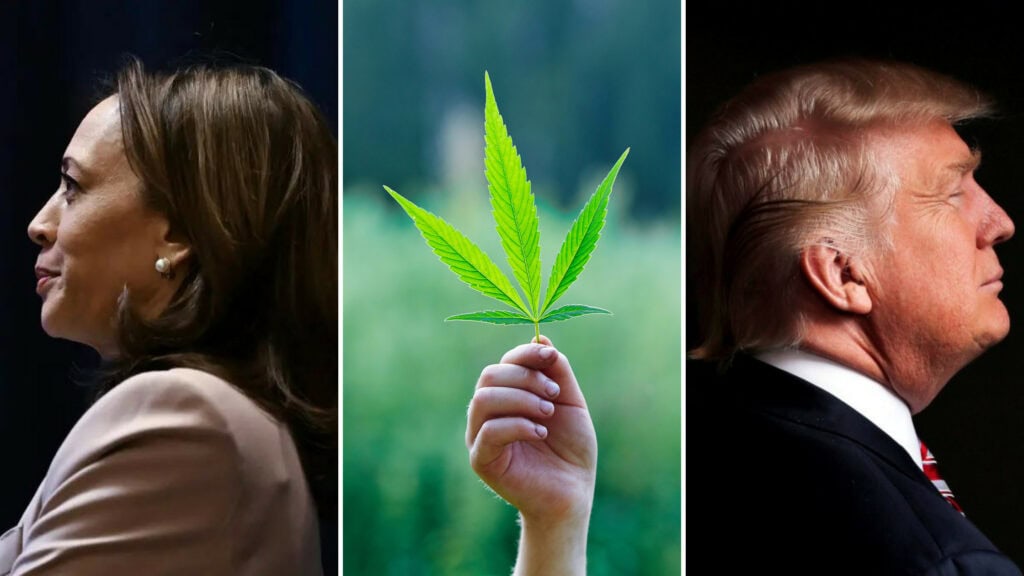 Cannabis Policy: Where Do the Presidential Candidates Stand?