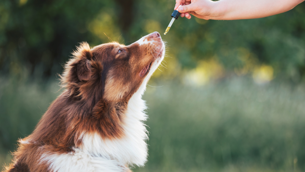 Is CBD safe for dogs? What Current Research Suggests