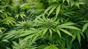 cannabis plants